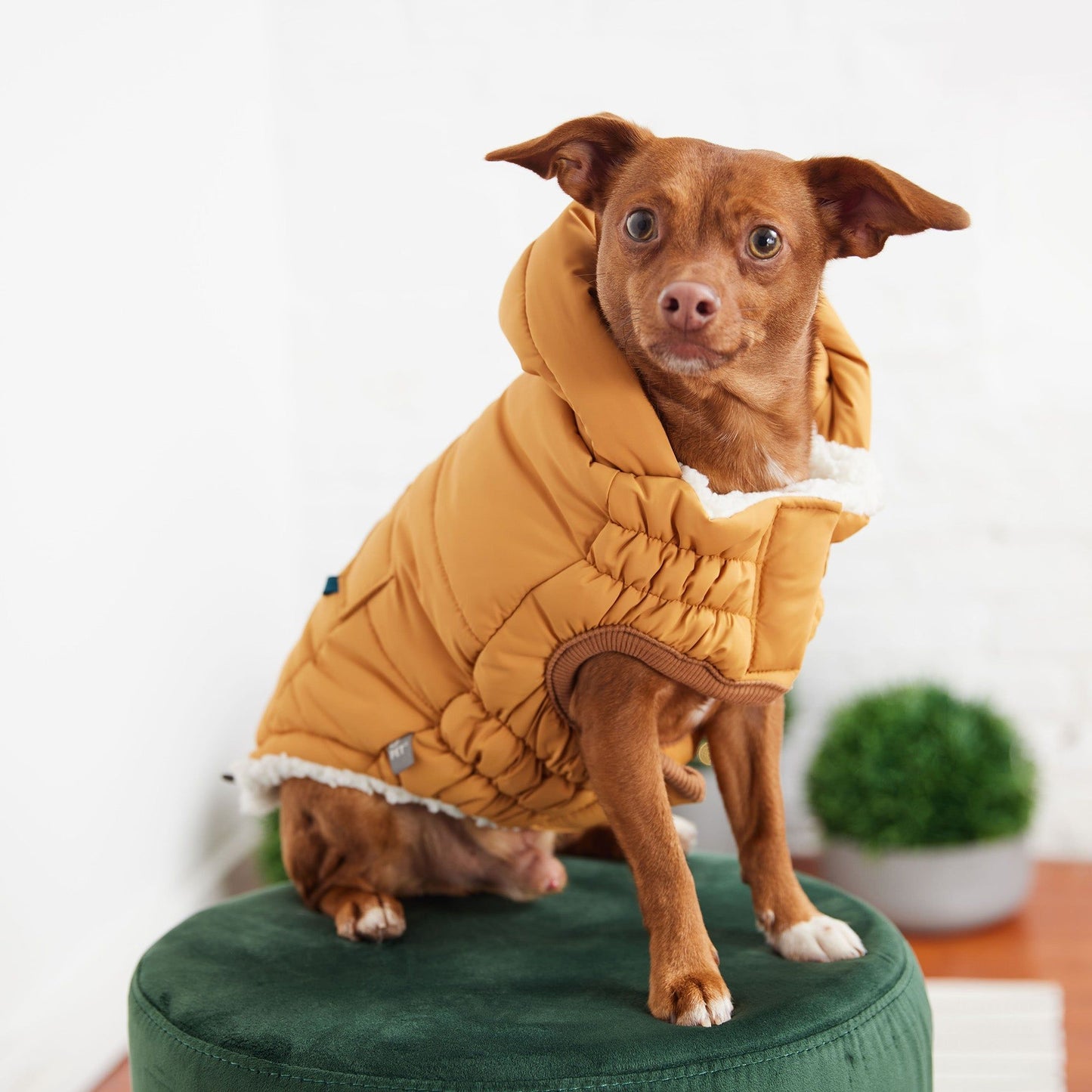 Purrfect Pet Kingdom Warm Parka for Pets with Hood Purrfect Pet Kingdom