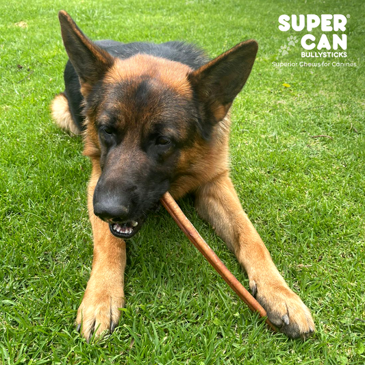 Purrfect Pet Kingdom 6" Jumbo Bully Sticks - High-Protein Dog Chews (10 pcs) - Premium Product