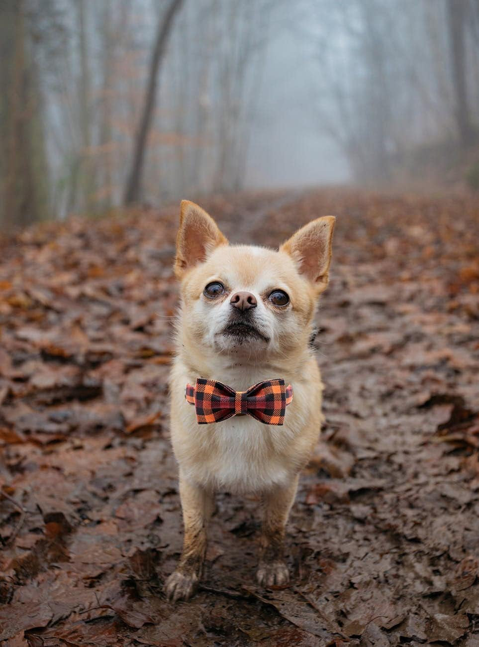 Dog Cat Collar Adjustable Small Medium Large 🦮