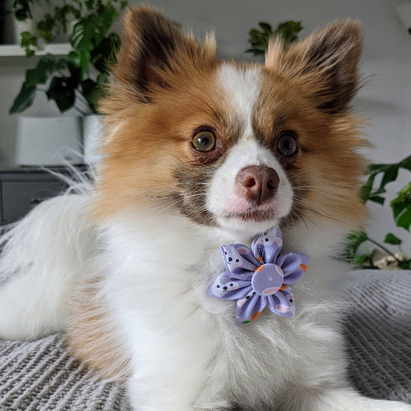 Funny Bunny & Carrots Purple Pinwheel Dog Collar Attachment - 2 Sizes