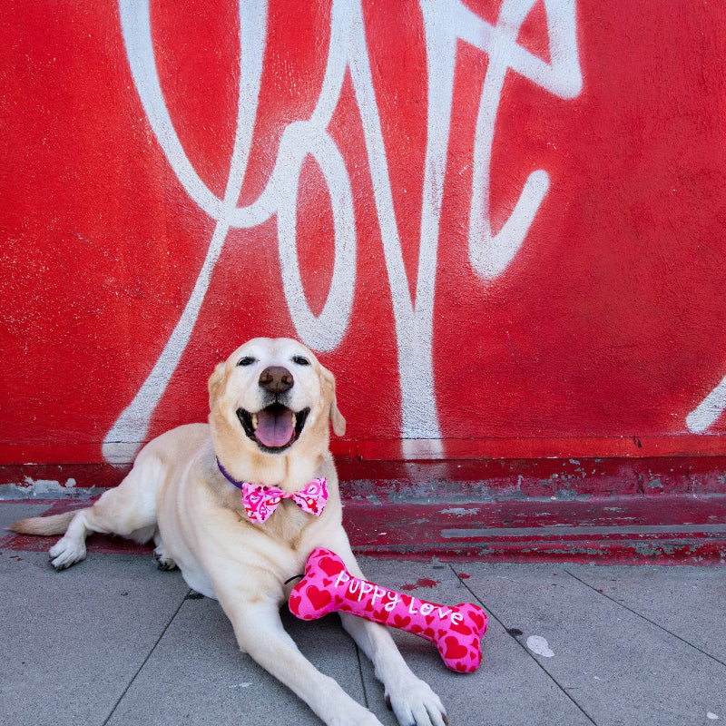 Love Pawtion #K9 Pet Bow Tie - 2 Sizes available