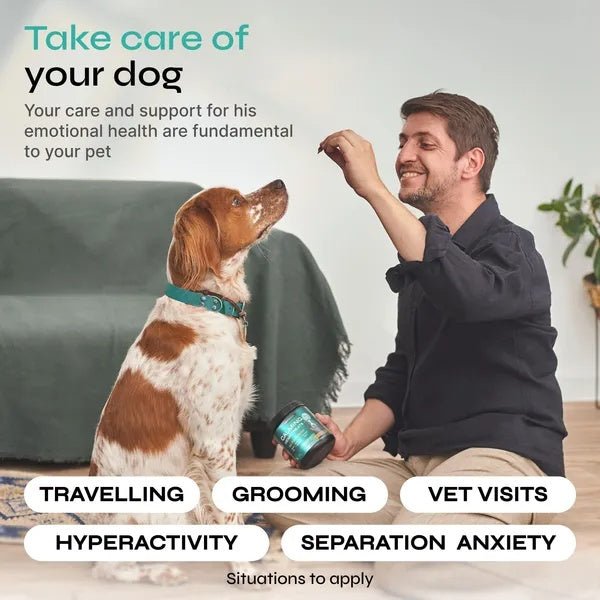 Calming Chews For Anxiety