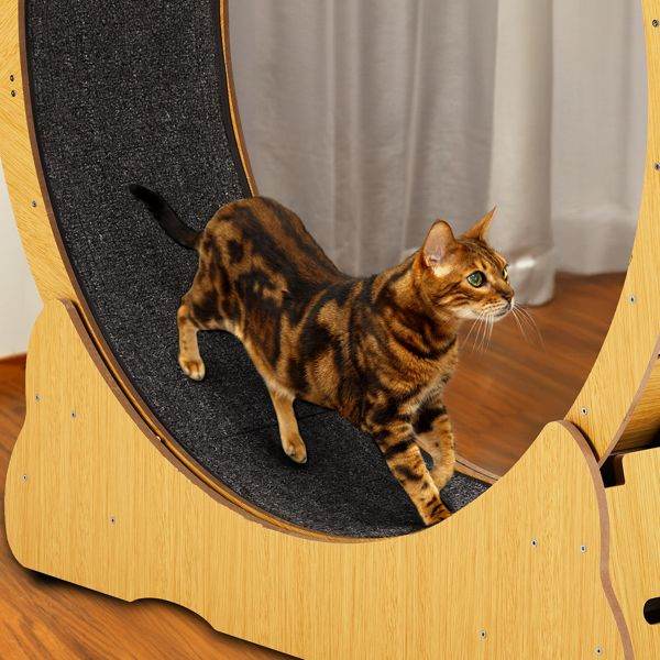 Purrfect Pet Kingdom Cat Treadmill with Wooden Frame Purrfect Pet Kingdom