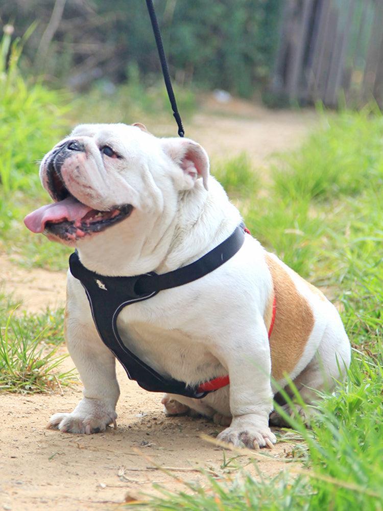 Comfortmesh Dog Leash Collar: Convenient And Stylish Walking Companion For Dogs Of All Sizes