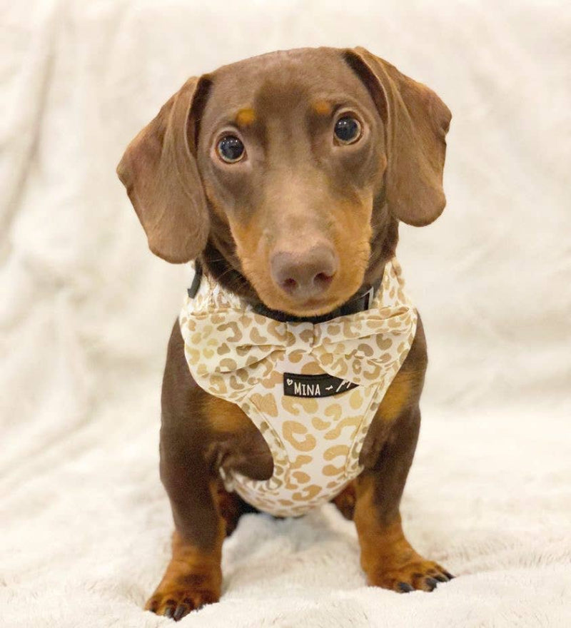 You're So Golden Leopard Gold Bow Tie Dog Collar Attachment