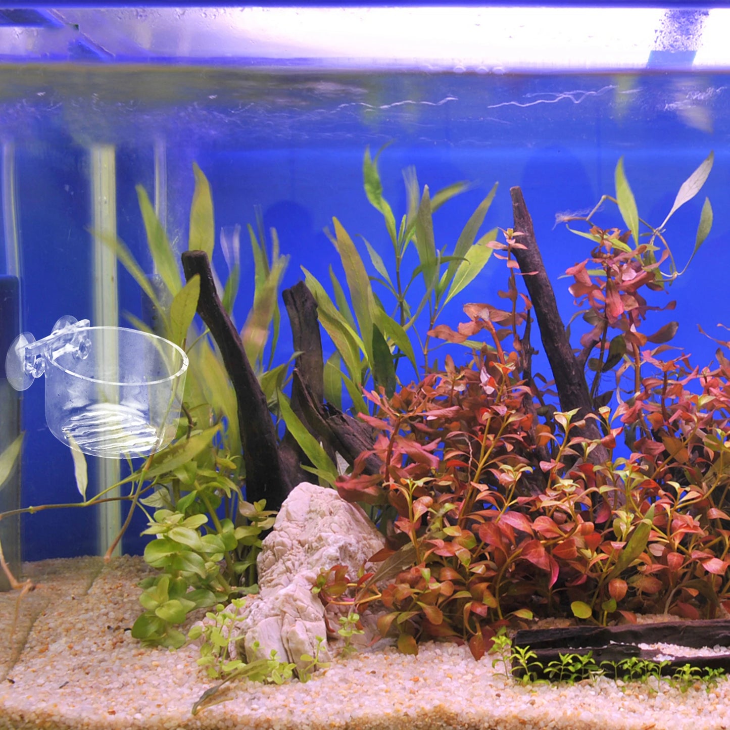 2 Pcs Fish Tank Feeder Rational Design Acrylic Feeding Cup Pet Supplies Red Worm Aquarium Food Holder Equipment