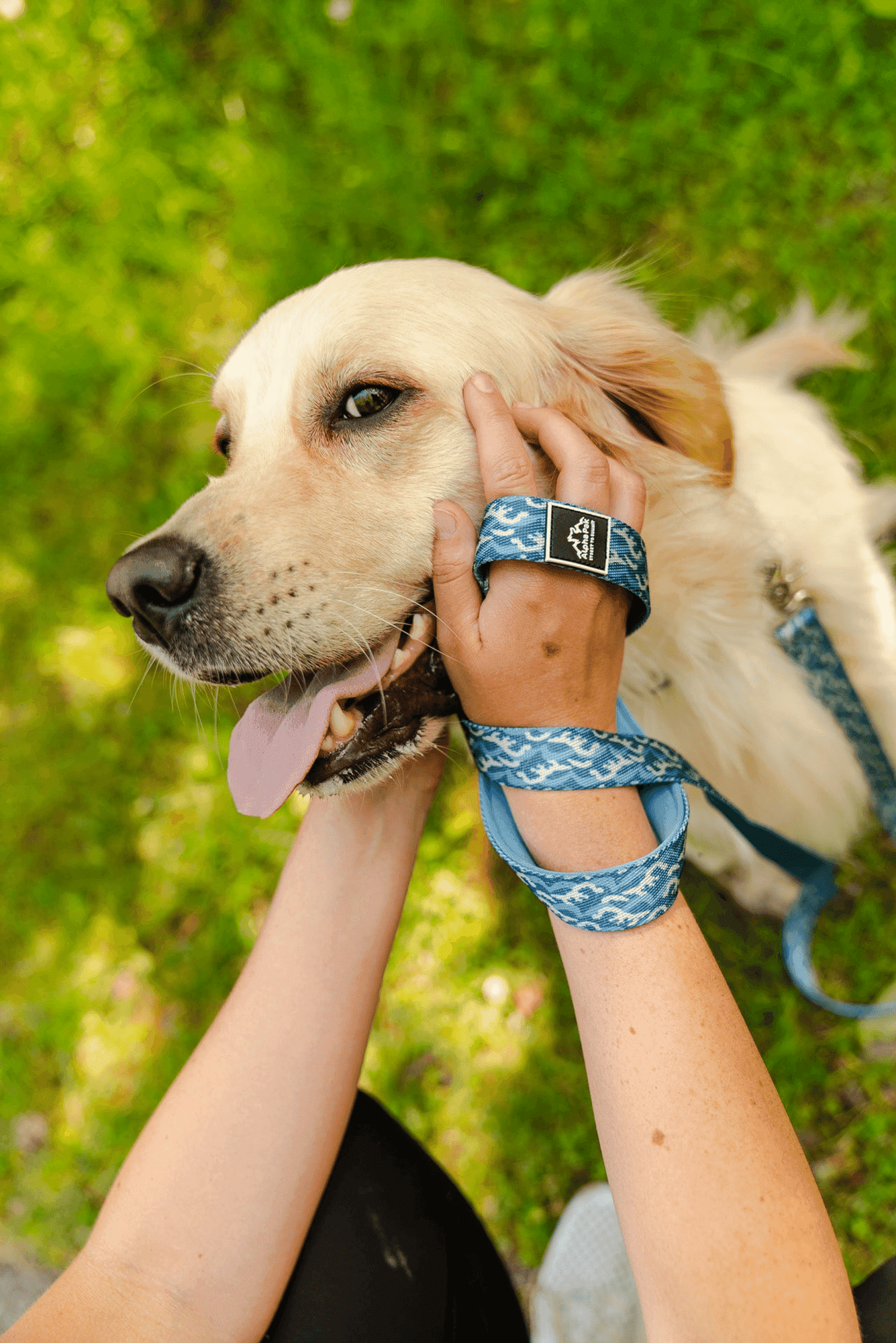 Designer blue dog leash for large dogs wrapped around hands holding happy golden retriever outdoors