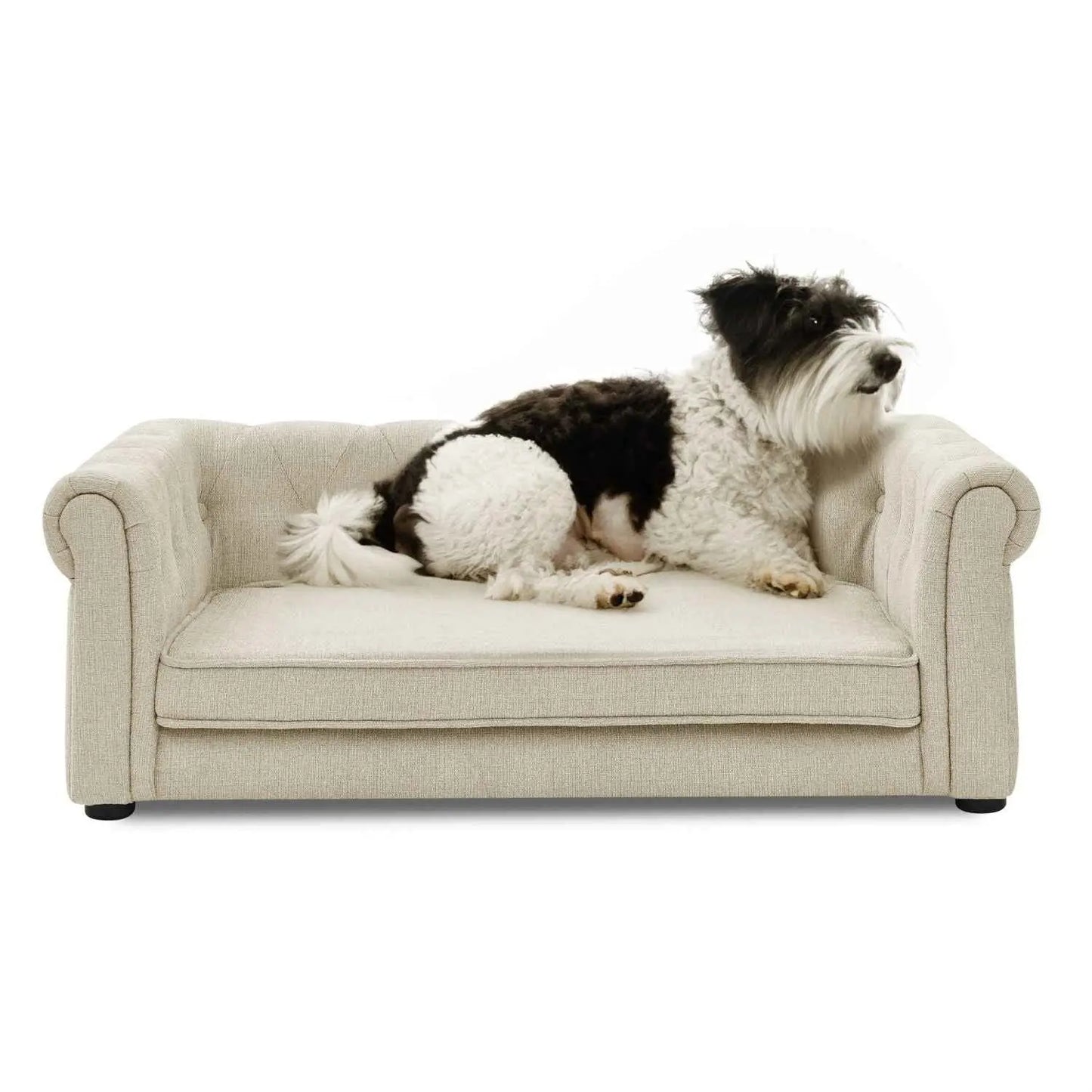 Noble Dog Beds beige sofa style dog bed with small black and white dog lying on it by Purrfect Pet Kingdom