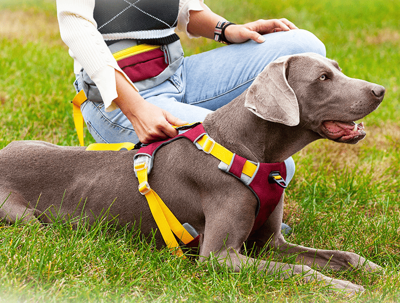 Purrfect Pet Kingdom No Pull Dog Harness Large Breed Purrfect Pet Kingdom