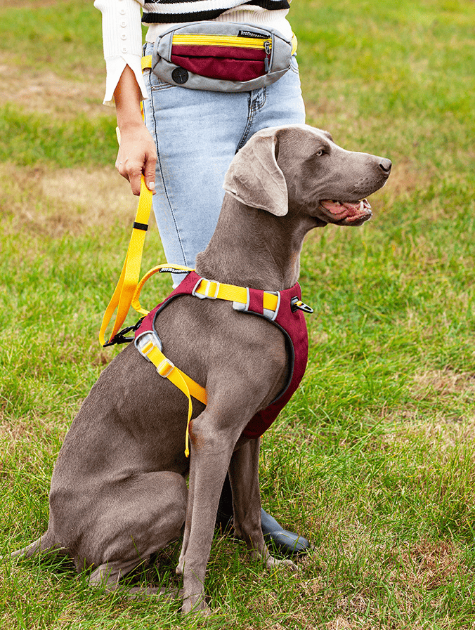 Purrfect Pet Kingdom No Pull Dog Harness Large Breed Purrfect Pet Kingdom