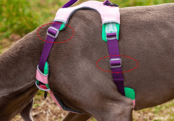 Purrfect Pet Kingdom No Pull Dog Harness Large Breed Purrfect Pet Kingdom