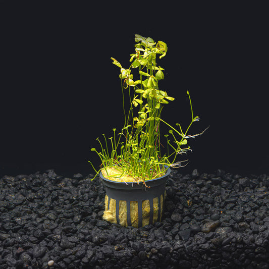 Dwarf Four Leaf Clover | Easy Carpeting Aquarium Plant