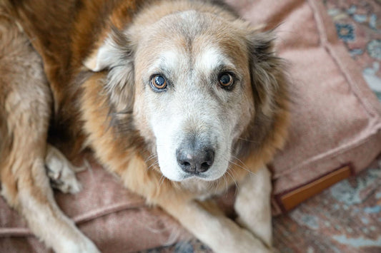 Dog Bed Lounger Pittie Pink Design
