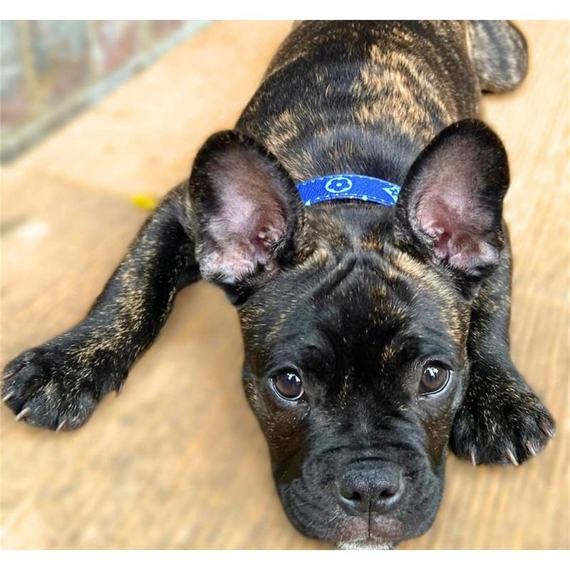 Lauren Luxury Blue Dog Collar