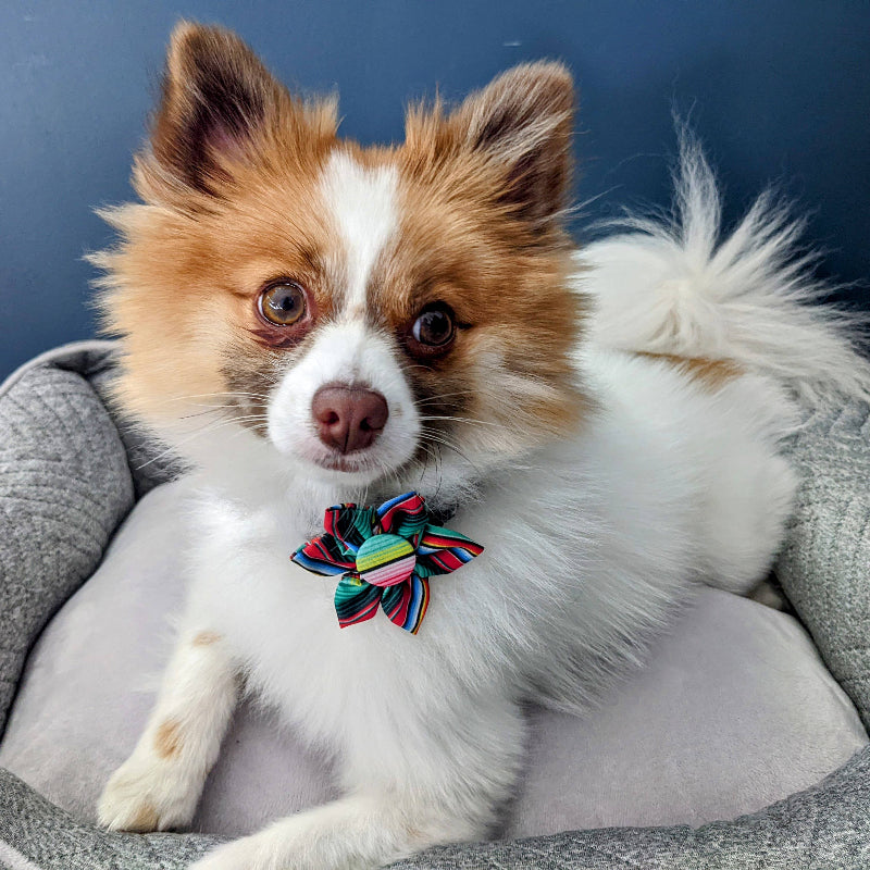 Serape Stripe Colorful Pinwheel Pet Collar Attachment -2 Sizes