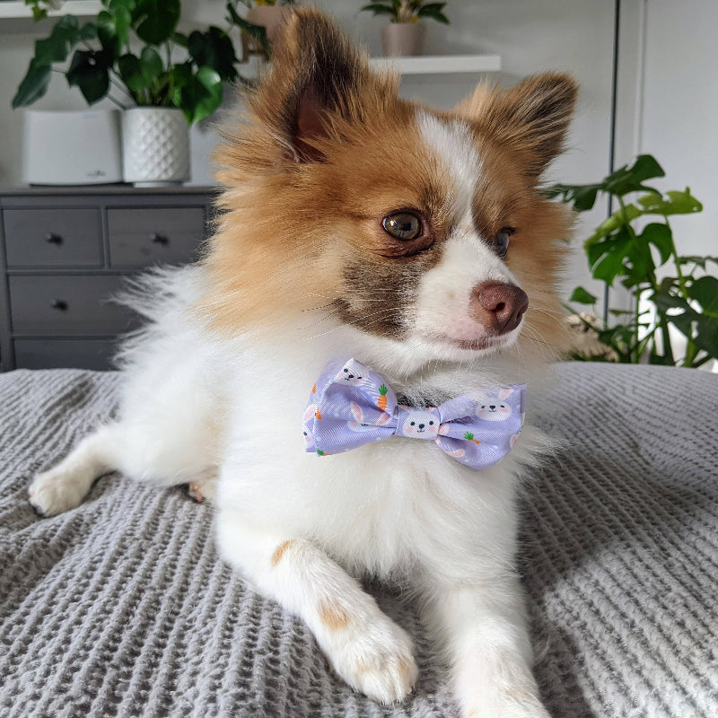 Funny Bunny & Carrots Purple Dog Bow Tie - 2 sizes