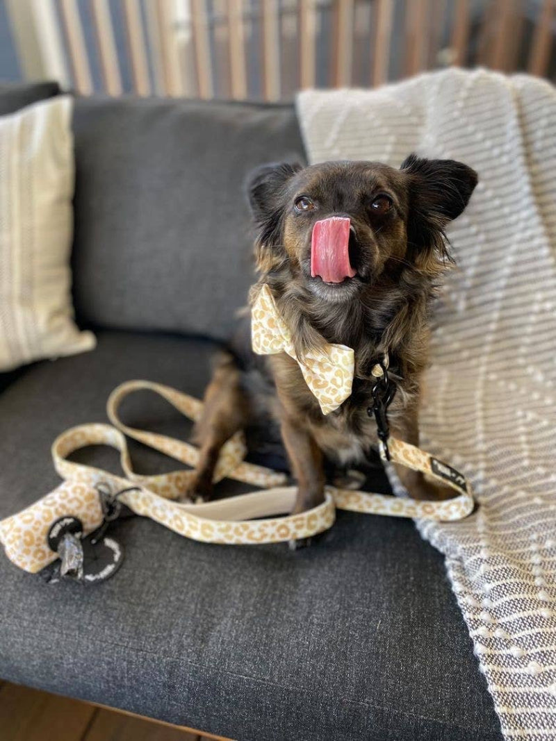 You're So Golden Leopard Gold Bow Tie Dog Collar Attachment