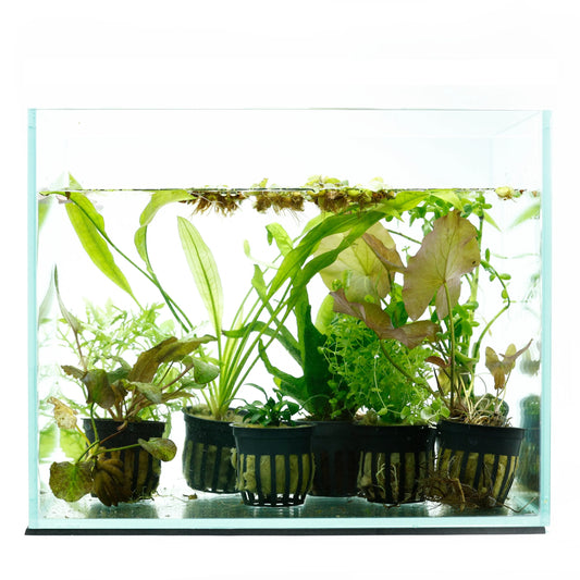 H2O Plants - 12 Plant - Beginner Aquarium Plant Pack - Plants
