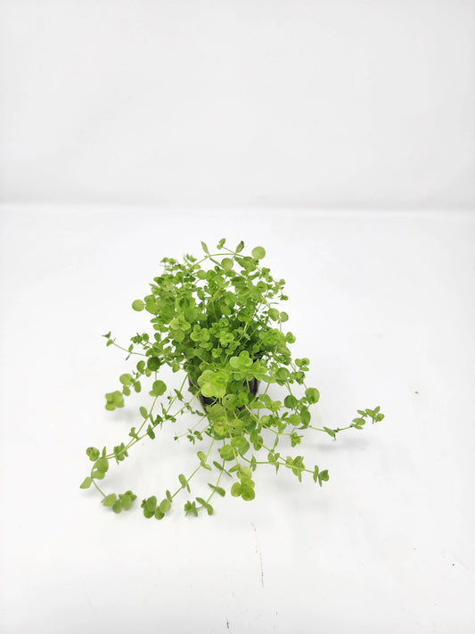 H2O Plants - Baby Tears - Plant