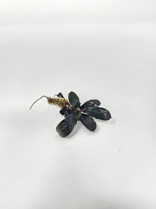 H2O Plants - Bucephalandra Red Central - Plant