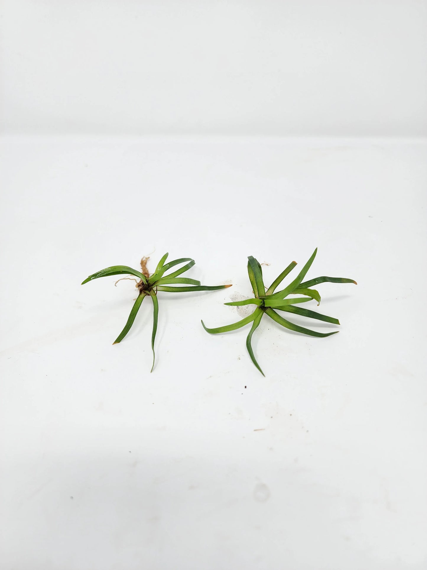 H2O Plants - Eriocaulon Vietnam