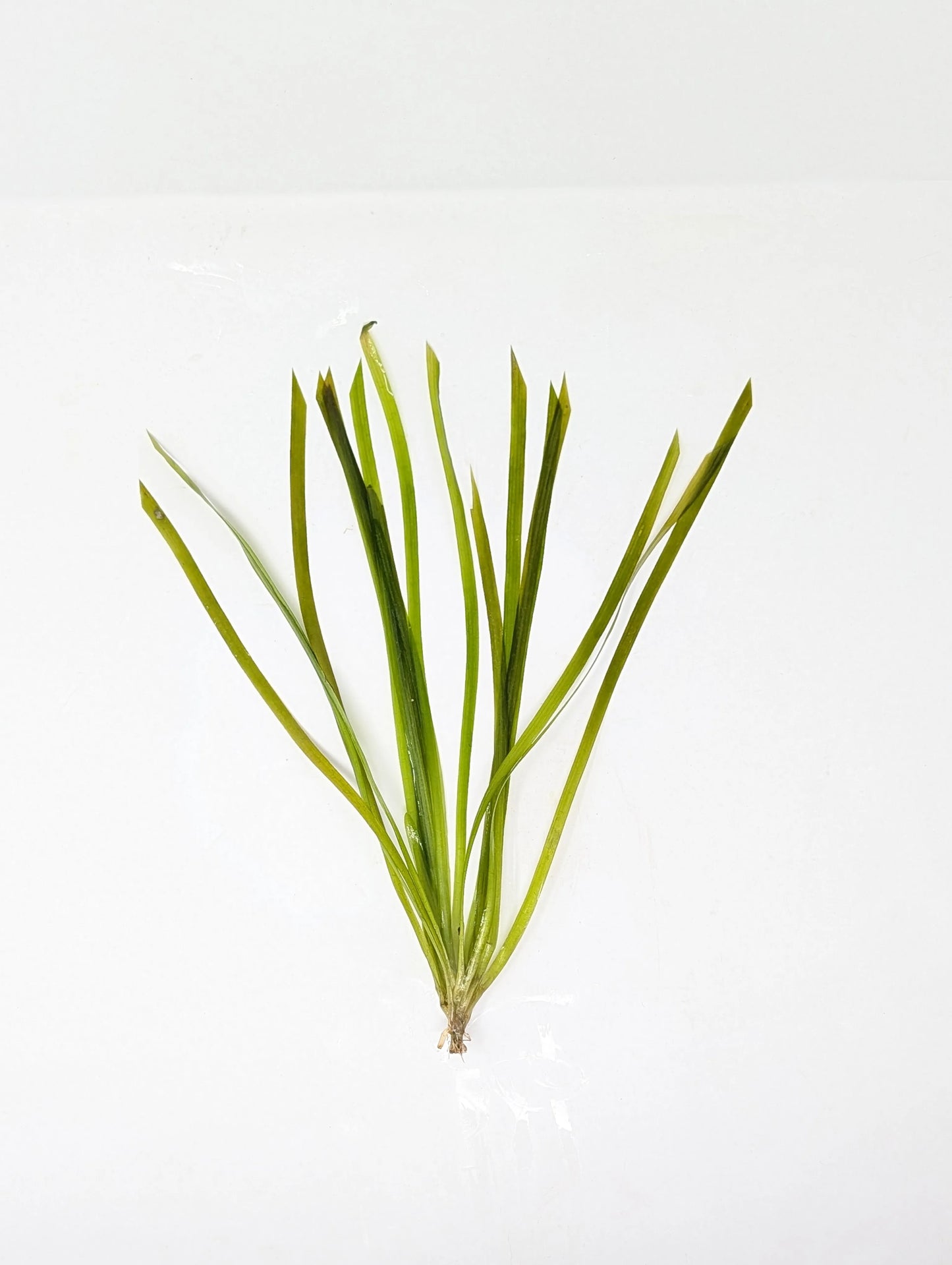 H2O Plants - Italian Val - Plant