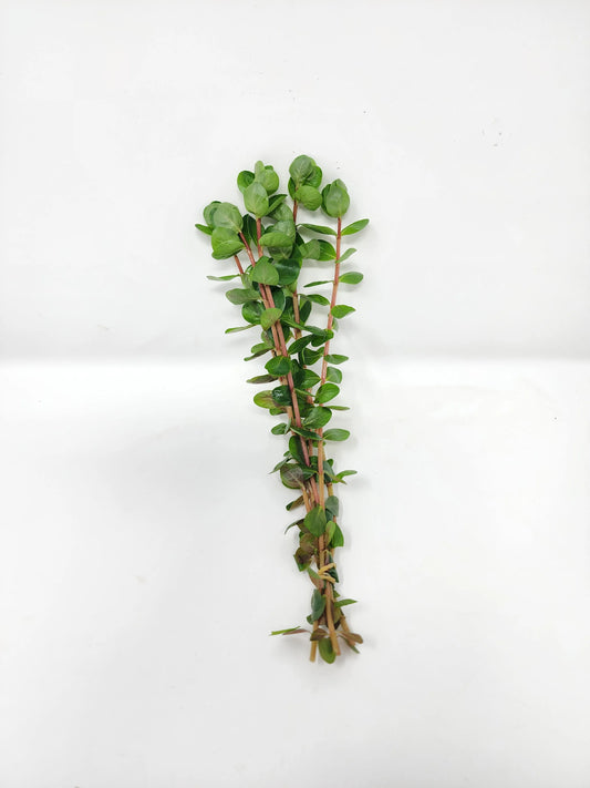H2O Plants - Rotala Orange Juice - Plant