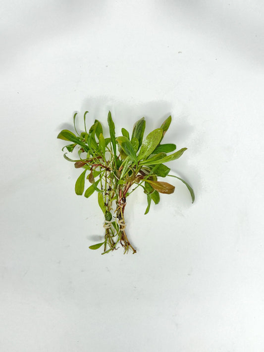 H2O Plants - Samolus Parviflorus 'Red'