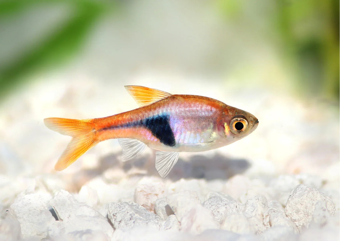 Harlequin Rasbora Tropical Fish (6 Pack)