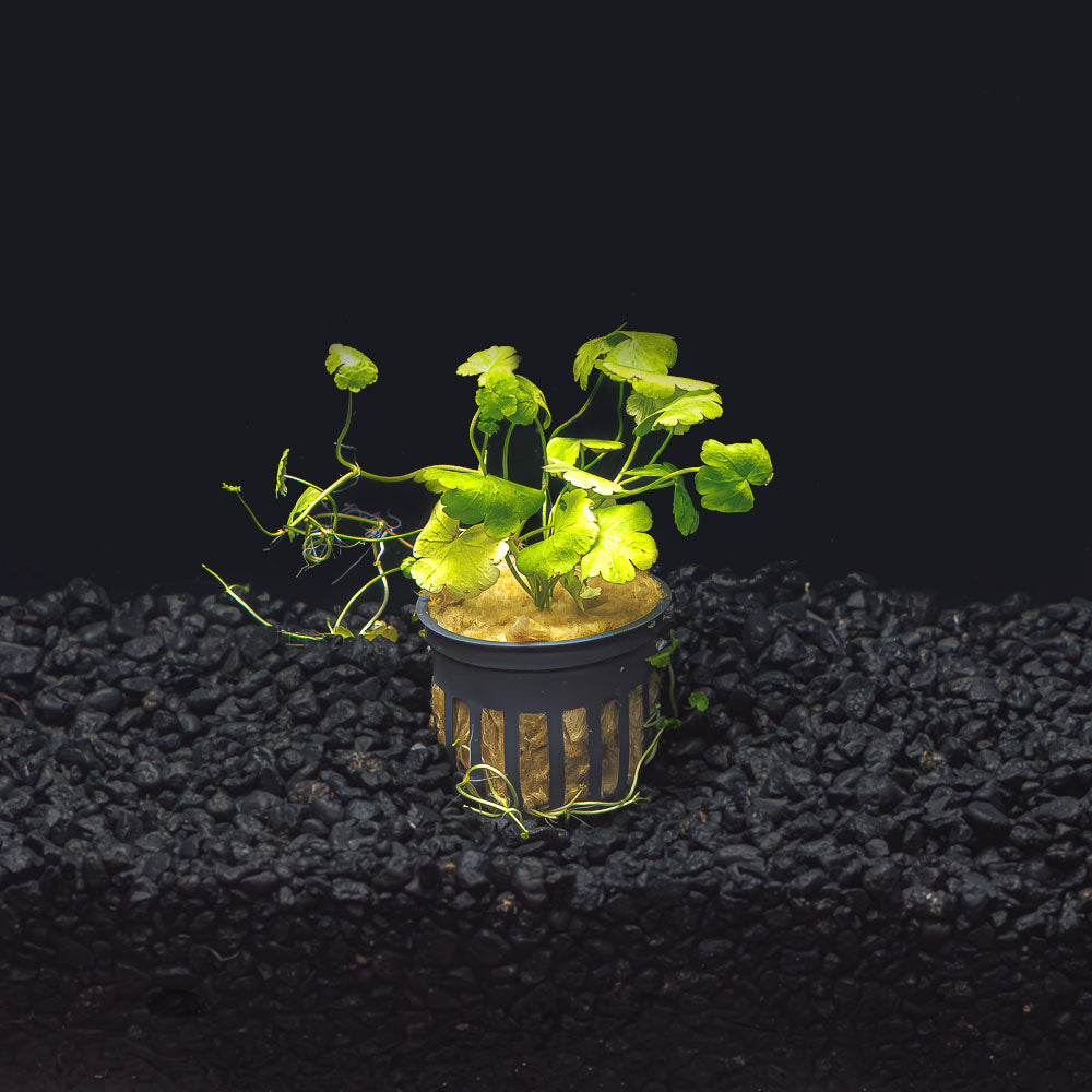 Hydrocotyle Tripartita Japan