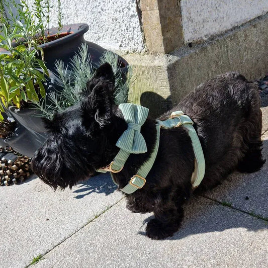 Custom Light Green Corduroy Dog Harness Set for Small Puppi
