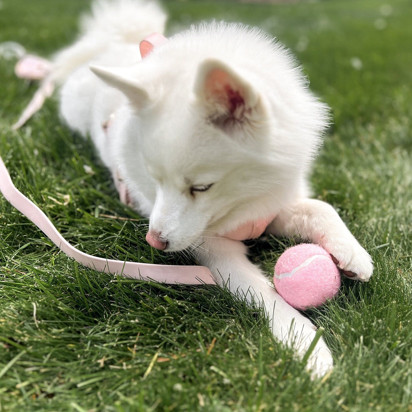 Classic Tennis Ball - Rose - Tennis Ball - Elise Galleria