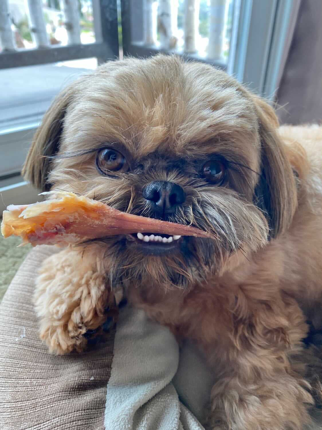 Pig Ears | Purrfect Pet Kingdom
