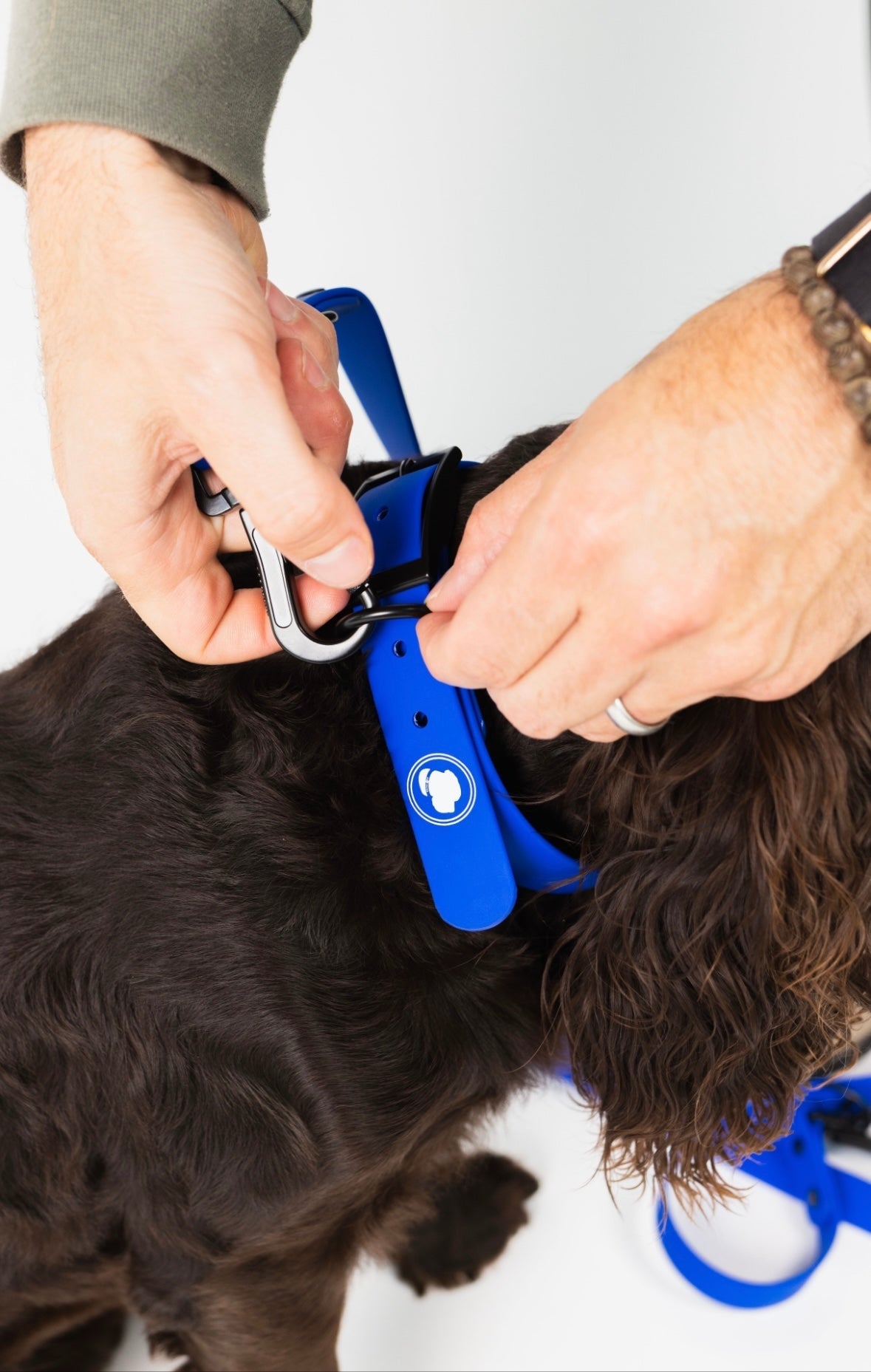 The Modern Dog Company - Royal Blue Collar (Weather + Odor