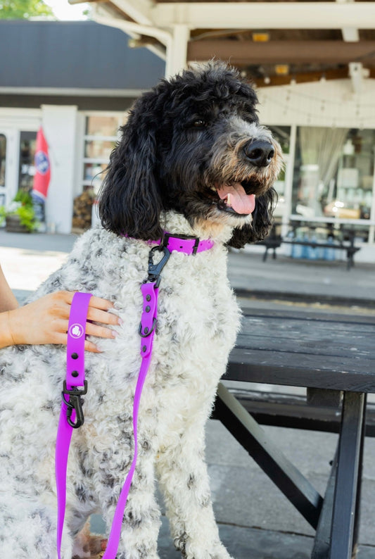 Dog Collar Collar Electric Fuchsia Adjustable Walking Collar - detail product image for dog collar