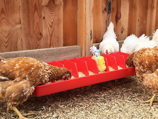 Little Giant Plastic Poultry Trough Feeder - 20 Inch Wide Spacing for Chickens & Ducks