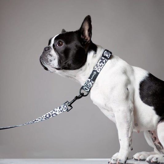 Ever So Wild Collar Dog Collar | Purrfect Pet Kingdom