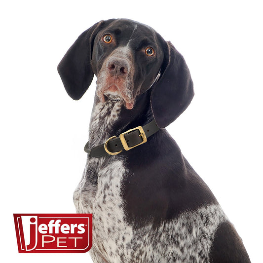 Rolled Leather Dog Collars With Brass Hardware Dog - detail view