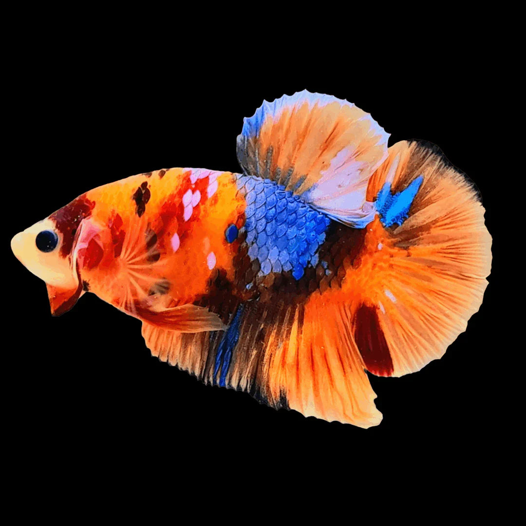 Male Nemo Betta Live Tropical Fish