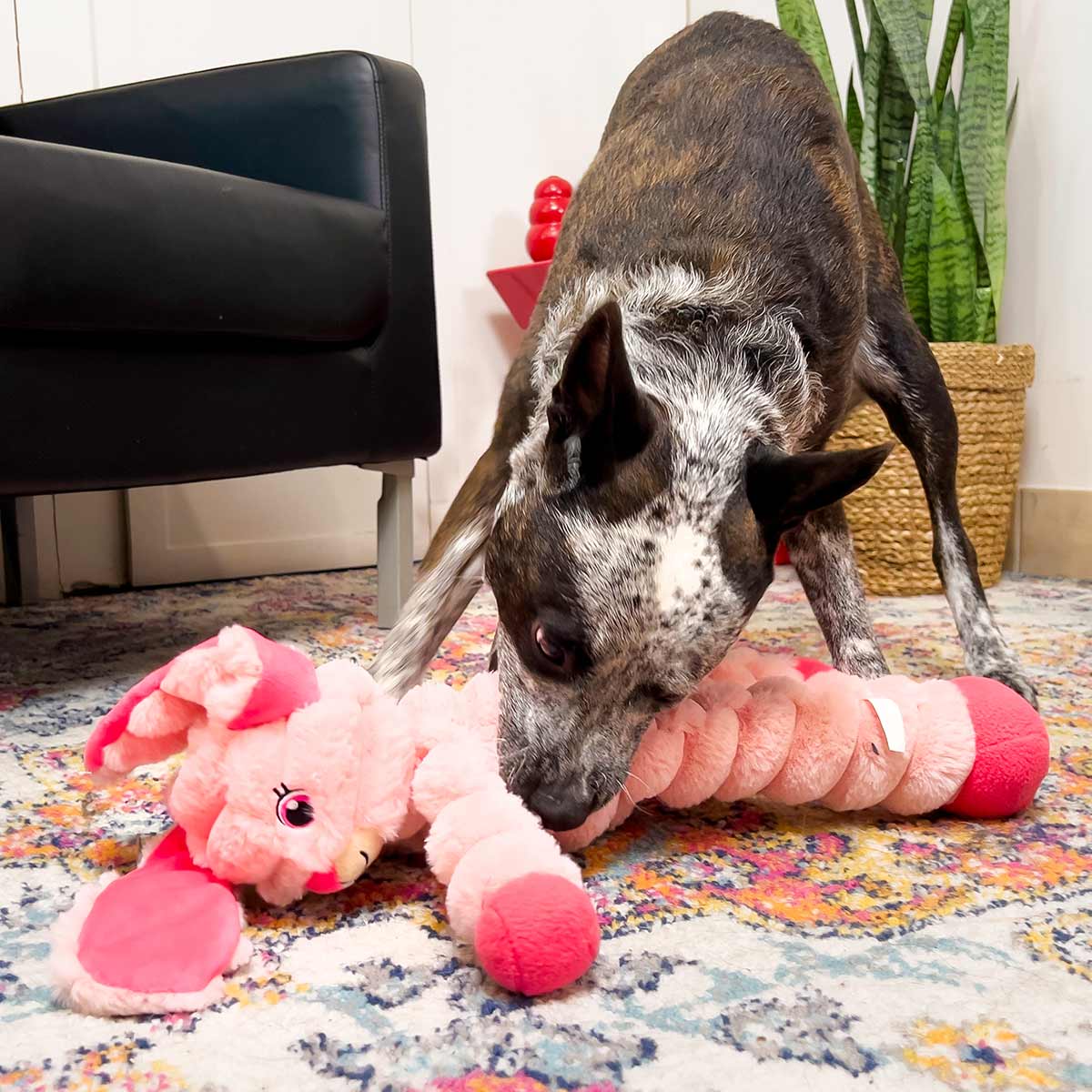 Kong Shakers Crumples toy | Purrfect Pet Kingdom