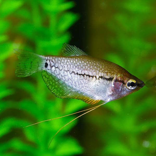Pearl Gourami Live Tropical Fish