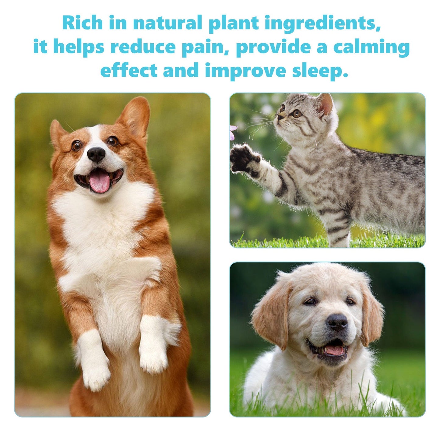 V.I.P Digital Presence pet bone and joint supplements with happy pets enjoying active playtime