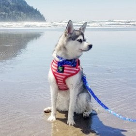 Eco Style Dog Collar with Comfortable Fit for Dogs and Cats - Dog Collar view 7 from Purrfect Pet Kingdom
