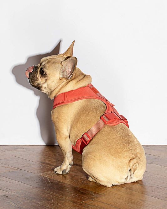 Luxe Harness - Poppy Dog Harness | Purrfect Pet Kingdom