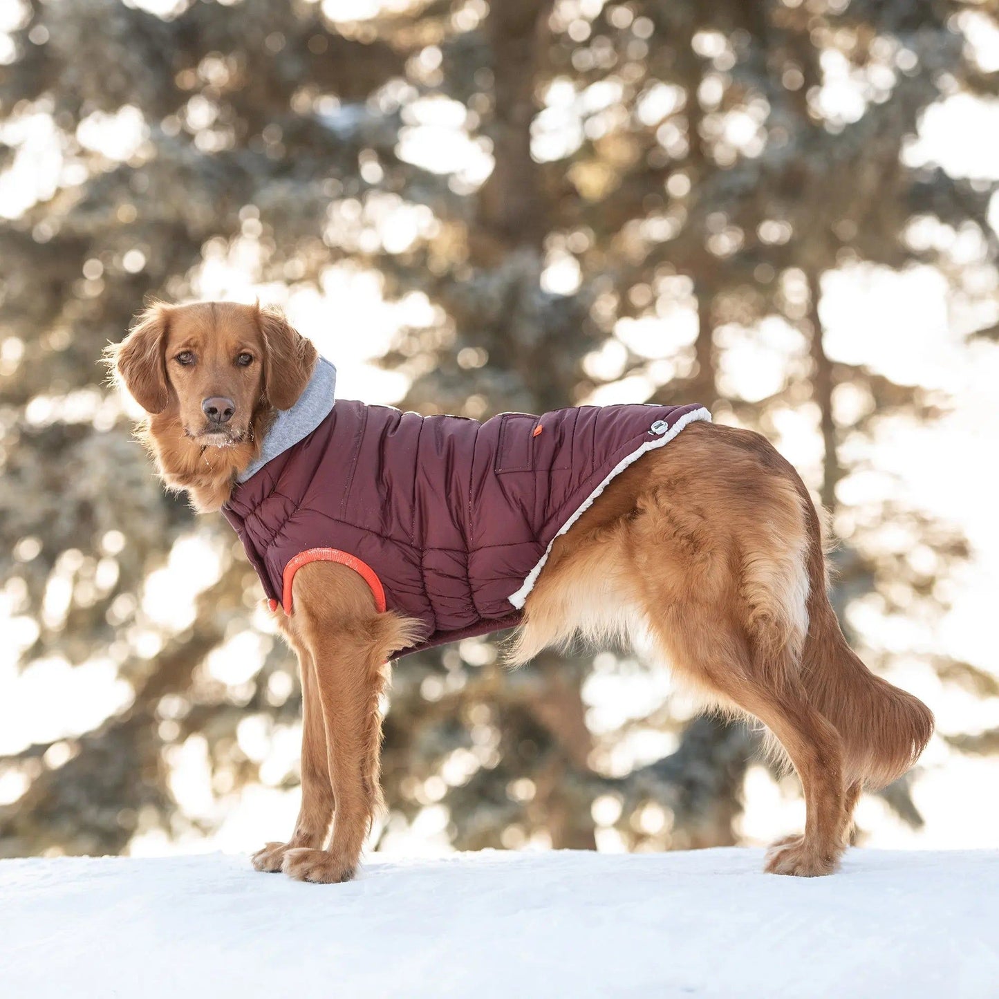 Purrfect Pet Kingdom Luxury Pet Winter Coat with Hood Purrfect Pet Kingdom