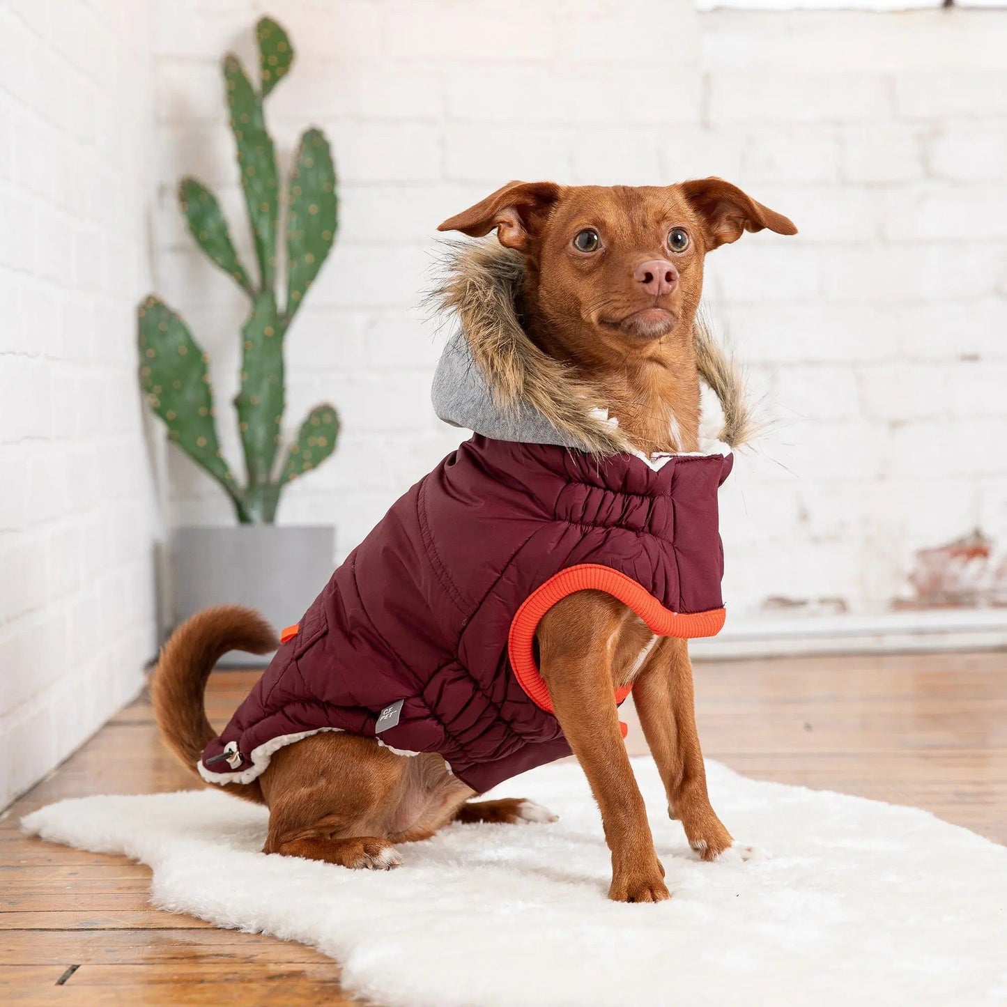 Purrfect Pet Kingdom Luxury Pet Winter Coat with Hood Purrfect Pet Kingdom