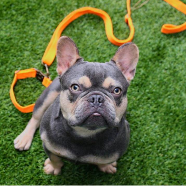 Dog Leash Hemp Cotton Sustainable Blue 🦮