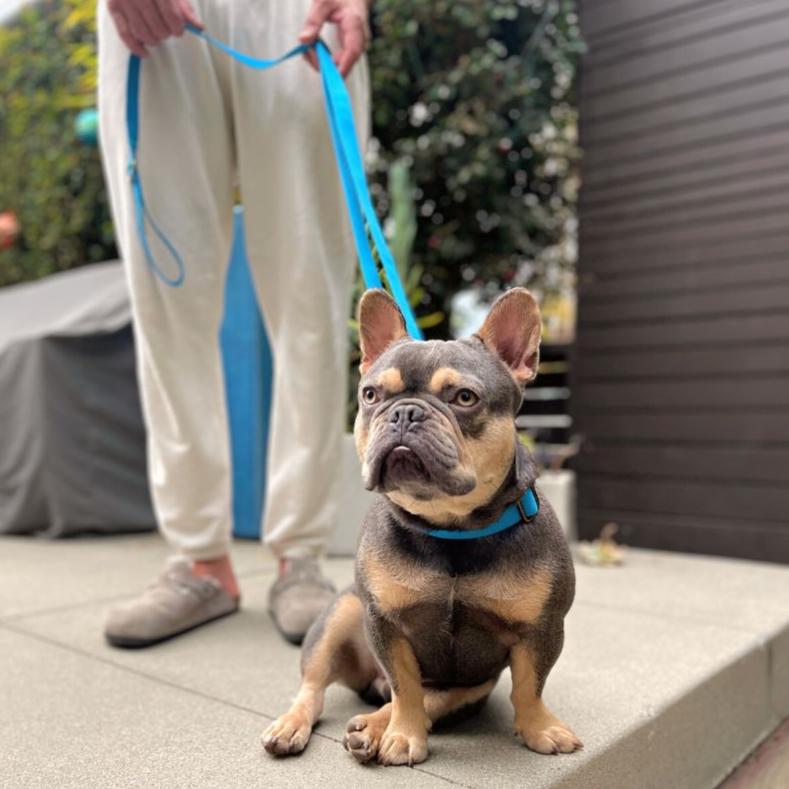Dog Leash Hemp Cotton Sustainable Blue 🦮