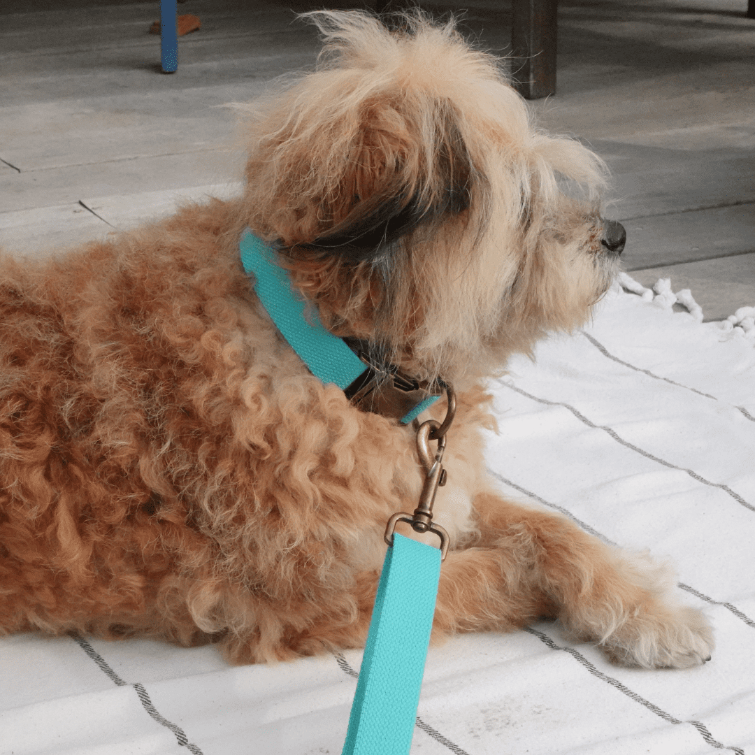 Dog Leash Hemp Cotton Sustainable Blue 🦮