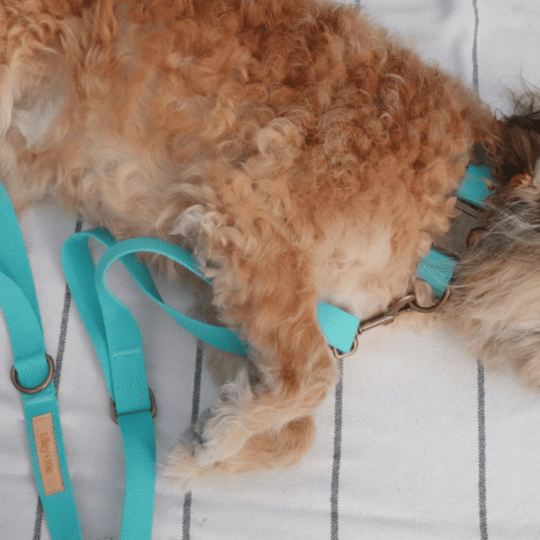 Malibu Sunset Sustainable Hemp Cotton Adjustable Dog Collar– Durable & Soft - Collars + Leashes - Tilley + Me
